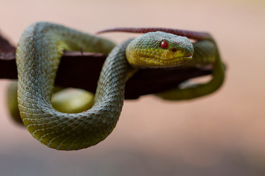 Close Up Yellow-lipped Green Pit Viper Snake