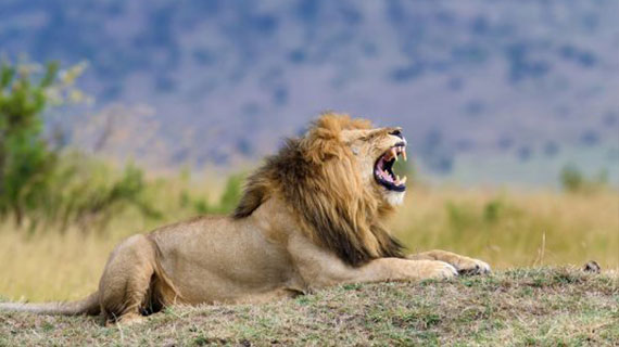 Close Lion In National Park Of Kenya