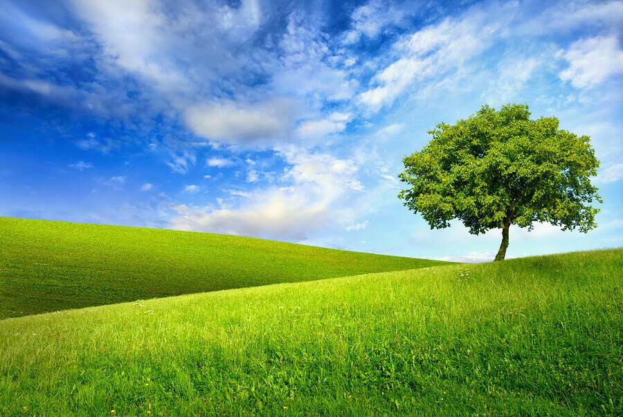 Single Tree On Top Of A Green Hill