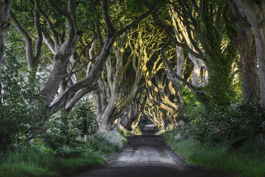 The Dark Hedges Co. Antrim Northern Ireland